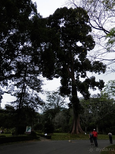 Шри-Ланка - Ботанический сад и немного магазинов