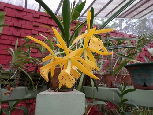 Шри-Ланка - Ботанический сад и немного магазинов