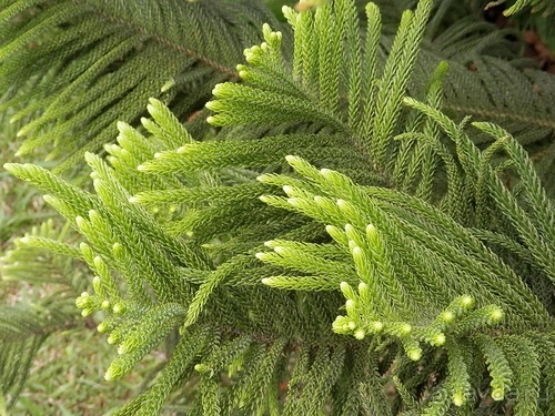 Шри-Ланка - Ботанический сад и немного магазинов