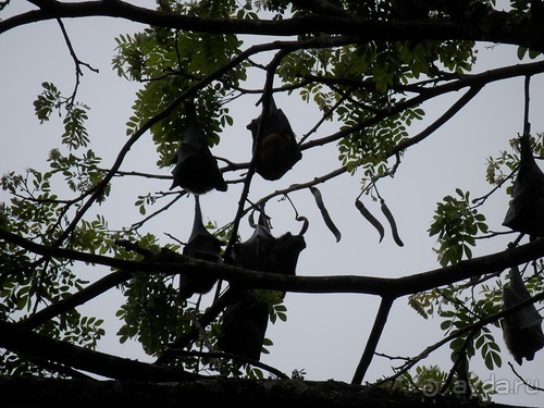 Шри-Ланка - Ботанический сад и немного магазинов