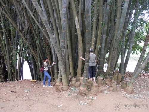 Шри-Ланка - Ботанический сад и немного магазинов