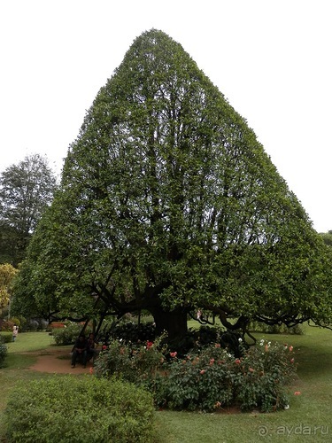 Шри-Ланка - Ботанический сад и немного магазинов