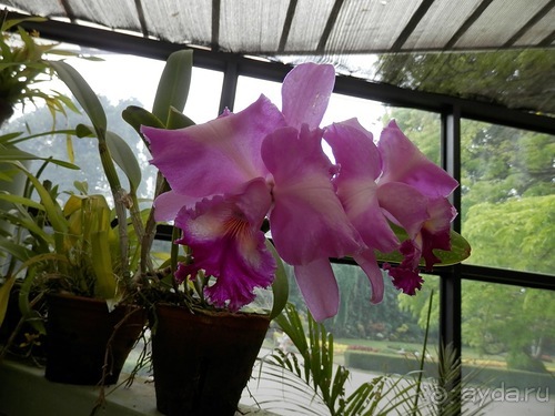 Шри-Ланка - Ботанический сад и немного магазинов