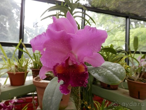 Шри-Ланка - Ботанический сад и немного магазинов