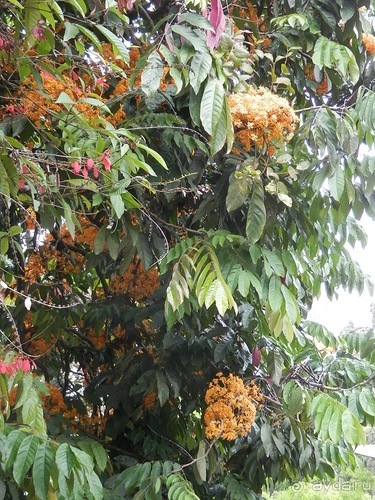 Шри-Ланка - Ботанический сад и немного магазинов