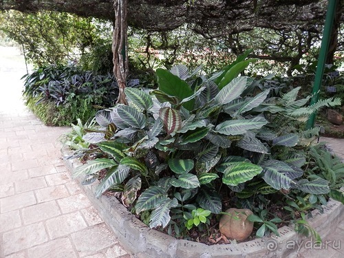 Шри-Ланка - Ботанический сад и немного магазинов