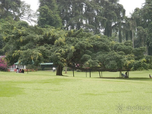 Шри-Ланка - Ботанический сад и немного магазинов