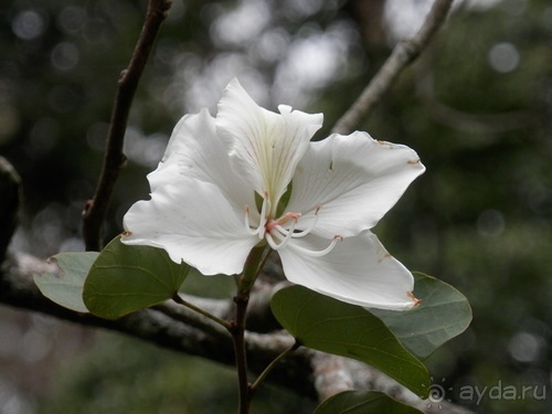 Шри-Ланка - Ботанический сад и немного магазинов