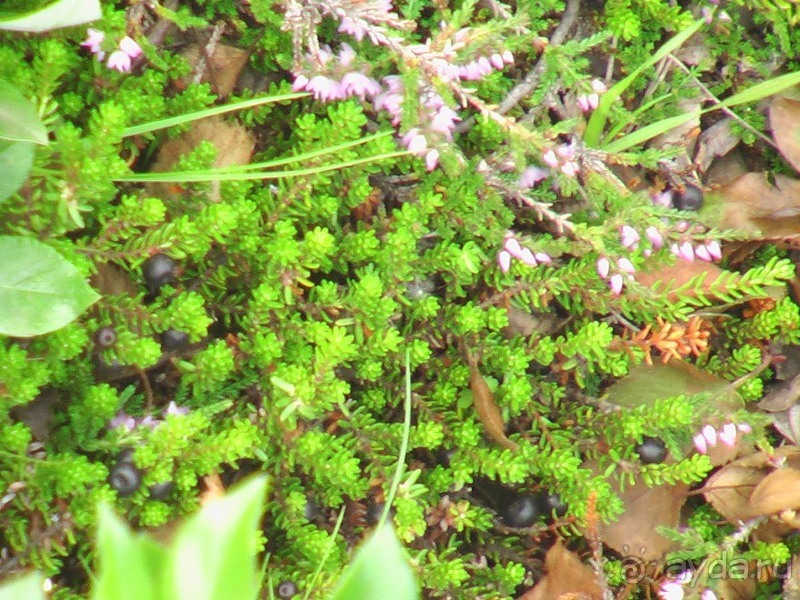 Исландия, день четвертый