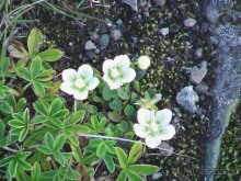 Исландия, день четвертый