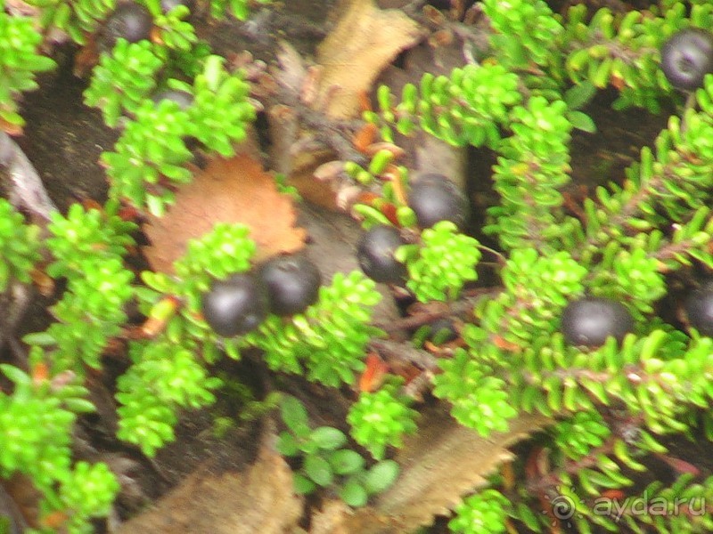 Исландия, день четвертый