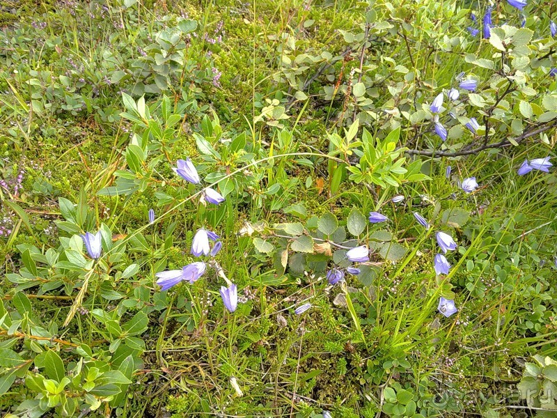 Исландия, день четвертый