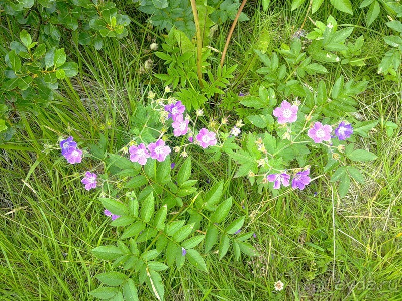 Исландия, день четвертый