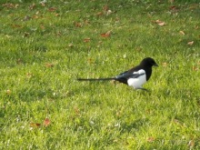 Копенгаген - от Национального музея до Русалочки