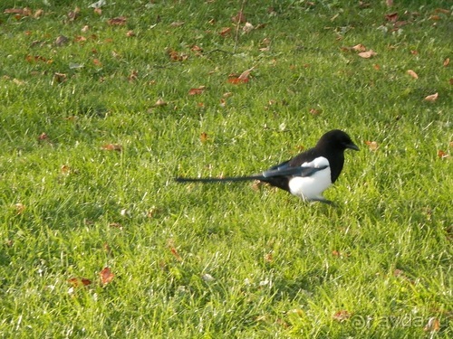 Копенгаген - от Национального музея до Русалочки