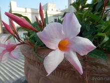 Бриндизи - Италия, Бари