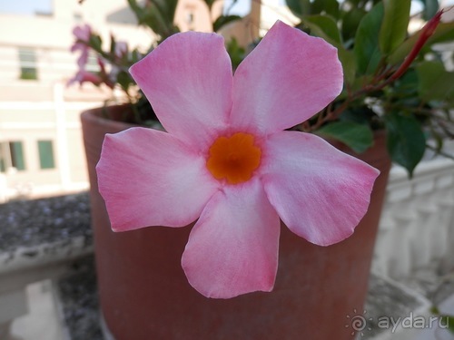 Бриндизи - Италия, Бари