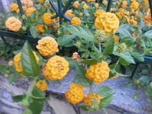 Яхта - от Генуи до Сан-Маргариты