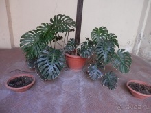 Неаполь - продолжение