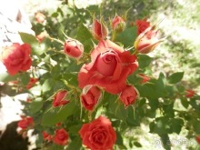 Неаполь - продолжение