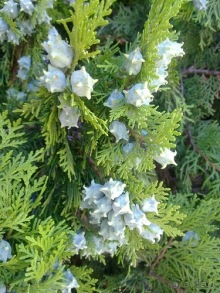 Верона, день второй