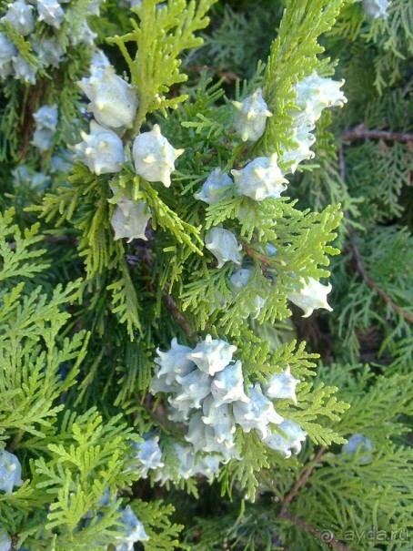 Верона, день второй