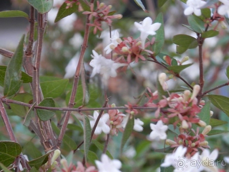 Матера - Италия, Бари