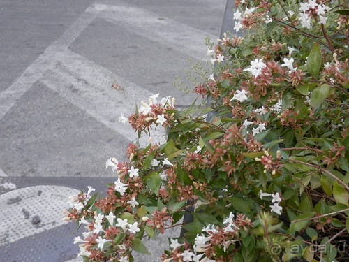 Матера - Италия, Бари