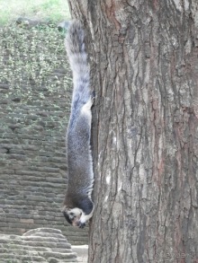 Шри-Ланка - Сигирия