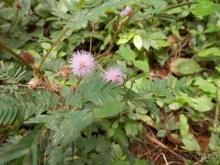 Шри-Ланка - Сигирия