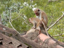 Шри-Ланка - Сигирия