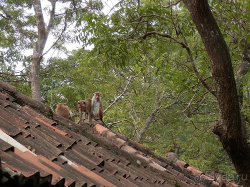 Шри-Ланка - Сигирия