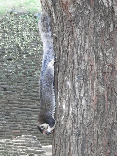 Шри-Ланка - Сигирия