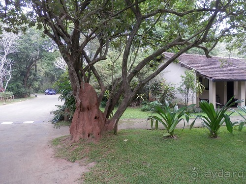 Шри-Ланка - Сигирия