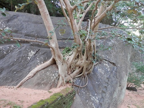 Шри-Ланка - Сигирия