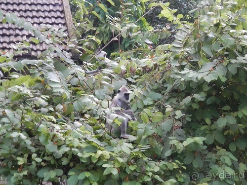 Шри-Ланка - Сигирия