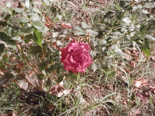 Танцы и моды в Бухаре