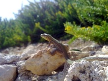 Мальта продолжается...