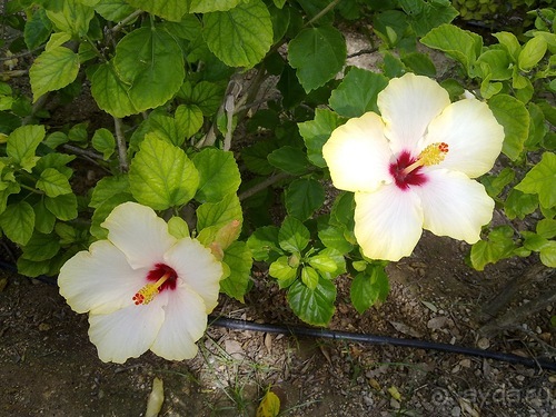 Мальта продолжается...