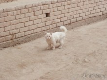 Хива, день последний. До свиданья, Узбекистан!