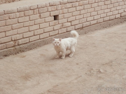 Хива, день последний. До свиданья, Узбекистан!