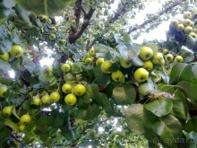 В Киев на выходные