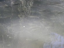 Ялта - по местам царской охоты