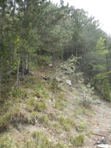 Ялта - по местам царской охоты