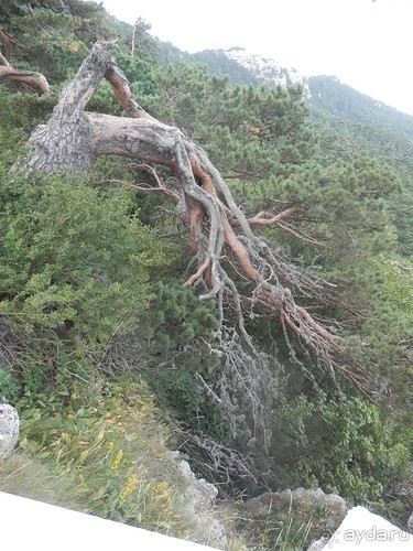 Ялта - по местам царской охоты