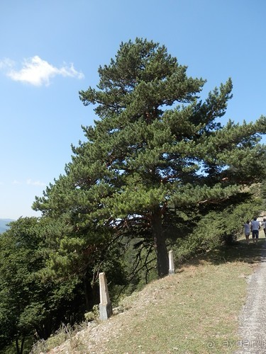 Ялта - по местам царской охоты