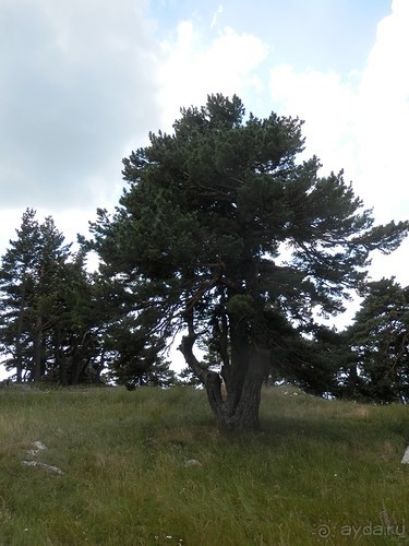 Ялта - по местам царской охоты