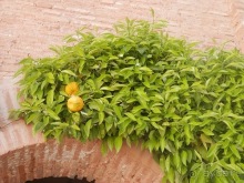 Гранада, продолжение