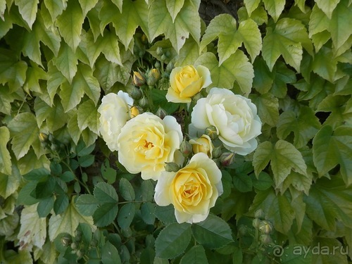 Гранада, продолжение