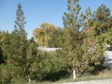 Парки, мавзолеи, рынки и музеи Бухары